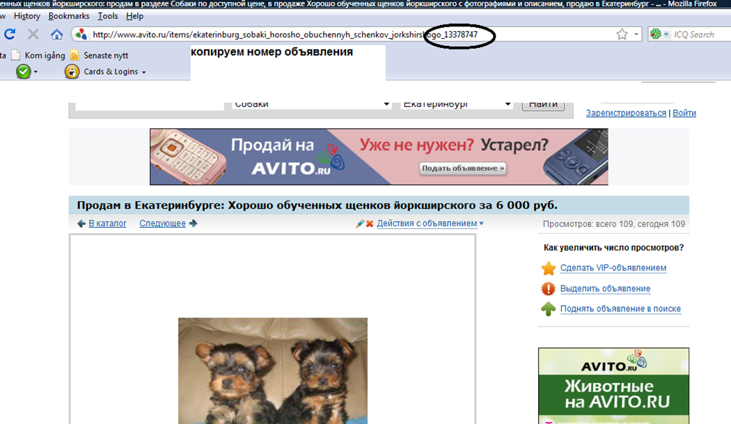 Бесплатные объявления екатеринбург. Просмотренные объявления на авито. Подать объявление на авито животные. Авито выделение объявления. Пользователь авито.